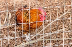 Safe Chicken Fence