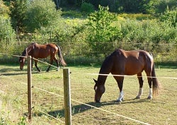 Fencing for Livestock