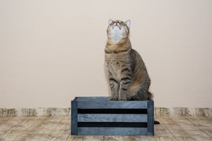 bigstock-Cat-Portrait-98480255