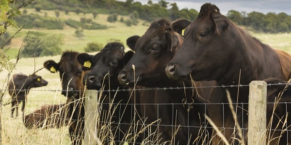 bigstock-Herd-of-Cows-in-a-Field-93317969-3
