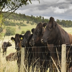 livestock fencing
